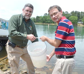 DNR freshwater fisheries chief Ross Self, left, and state Rep. Davey Hiott of Pickens get ready to put the first bucket of striped bass fingerlings into Lake Hartwell.