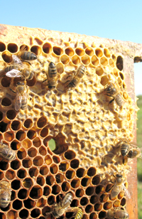 bees-1391145
